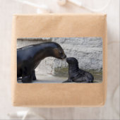 Étiquette Otaria flavescens (En situation)