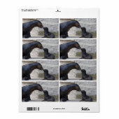 Étiquette Otaria flavescens (Feuille entière)