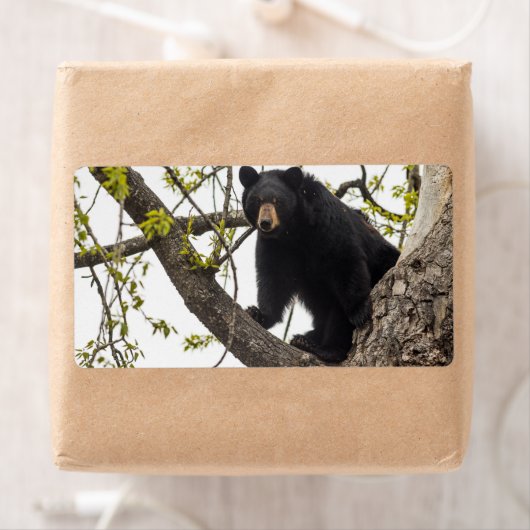 Étiquette Ours noir Escalade (En situation)