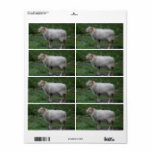 Étiquette Ovis (Feuille entière)