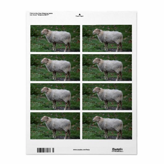 Étiquette Ovis (Feuille entière)