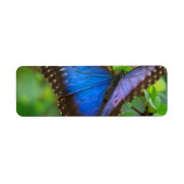 Étiquette Papillon bleu (Devant)