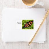 Étiquette Papillon monarque sur cyprès plante (En situation)