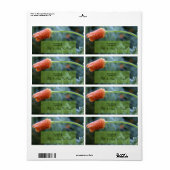 Étiquette Pavot californien légèrement congelé (Feuille entière)