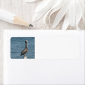 Étiquette Pélican en Pile (En situation)