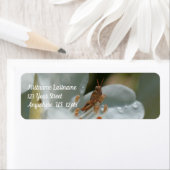 Étiquette Petit Grasshopper Sur White Azalea Flower Adresse (En situation)