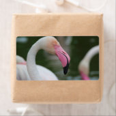 Étiquette Phoenicopterus roseus (En situation)