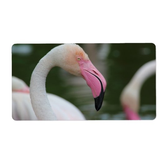 Étiquette Phoenicopterus roseus (Devant)
