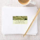 Étiquette Photo du Fleur sauvage de dentelle de la reine Ann (En situation)