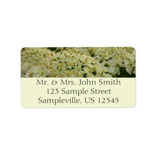 Étiquette Photo du Fleur sauvage de dentelle de la reine Ann (Devant)