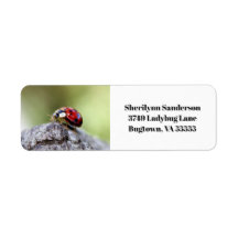 Photo Ladybug