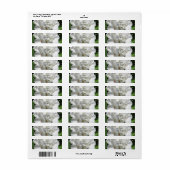 Étiquette Photographie à fleurs de géranium blanc (Feuille entière)