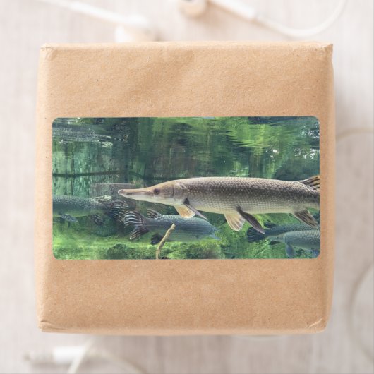 Étiquette Pike fish (En situation)