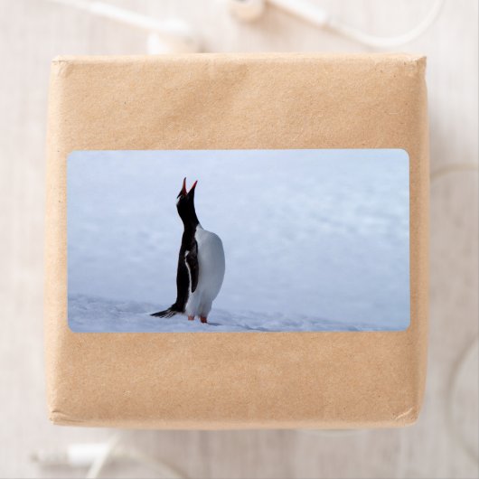 Étiquette Pingouin Gentoo (En situation)