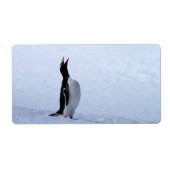 Étiquette Pingouin Gentoo (Devant)