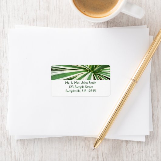 Étiquette Plante Agave Vert et blanc rayé (En situation)