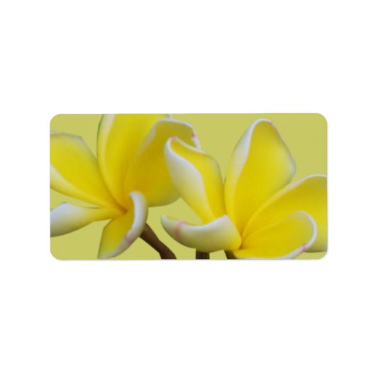 Étiquette Plumeria Adresse professionnelle/Étiquettes d'expé (Devant)