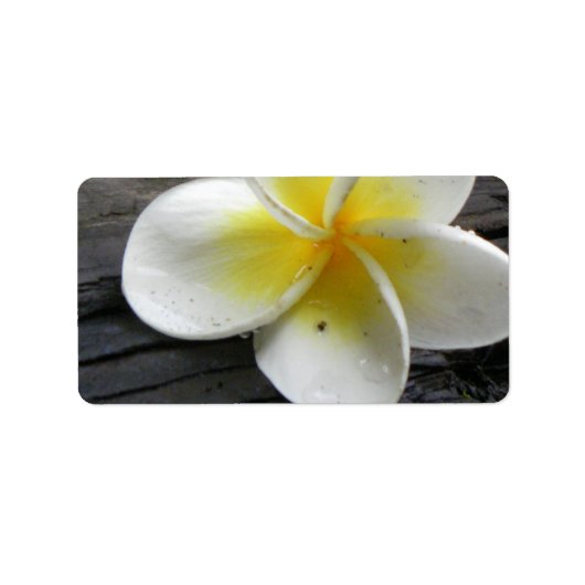 Étiquette Plumeria Adresse professionnelle/Étiquettes d'expé (Devant)
