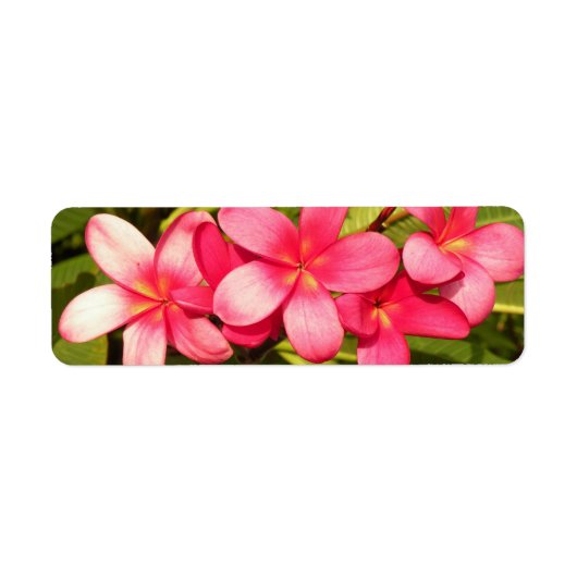 Étiquette Plumerias (Devant)