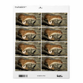 Étiquette Poil de musculation (Feuille entière)