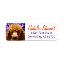 Poodle mignon