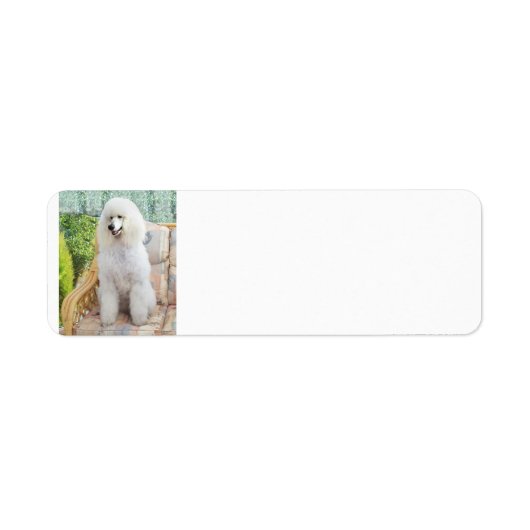 Étiquette Poodle Standard Blanc (Devant)