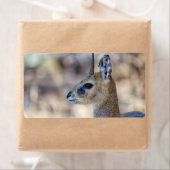 Étiquette Portrait Klipspringer (En situation)
