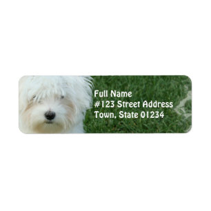 Étiquette postale d'adresse de retour de chien