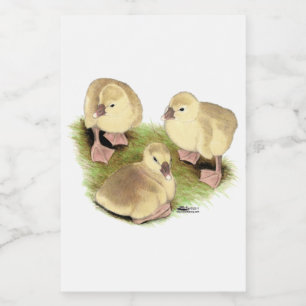 Étiquette Pour Bocaux Goslings : Buff African