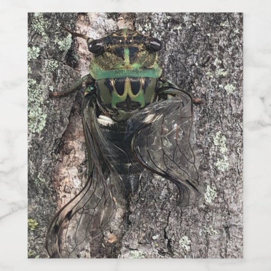 Étiquette Pour Bouteilles De Vin Cicada (Étiquettes simples)