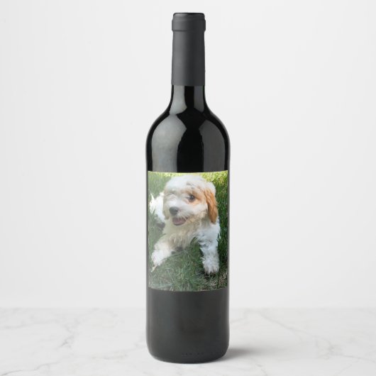 Étiquette Pour Bouteilles De Vin Photo Cavachon customisée, Chien (Devant)