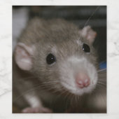 Étiquette Pour Bouteilles De Vin Rat curieux (Étiquettes simples)