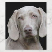 Étiquette Pour Bouteilles De Vin Weimaraner Silver Grey (Étiquettes simples)