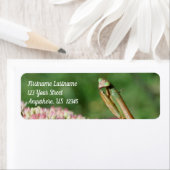 Étiquette Priez Mantis Haut Étroite Adresse Nature (En situation)