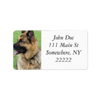 Profil berger allemand