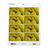 Étiquette Python birman jaune (Feuille entière)