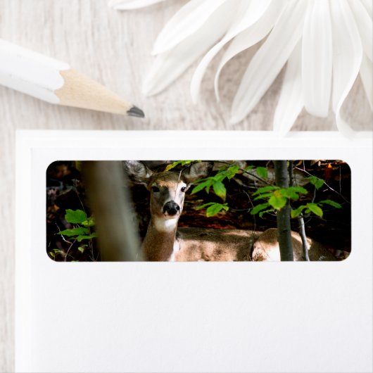 Étiquette Queue blanche (En situation)