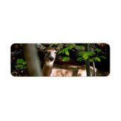 Étiquette Queue blanche (Devant)