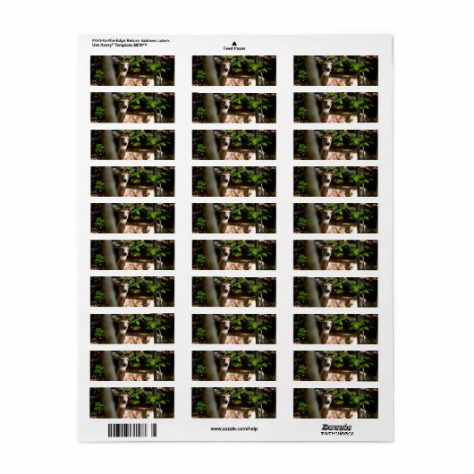 Étiquette Queue blanche (Feuille entière)