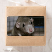 Étiquette Rat curieux (En situation)