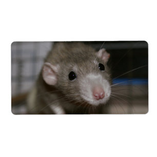 Étiquette Rat curieux
