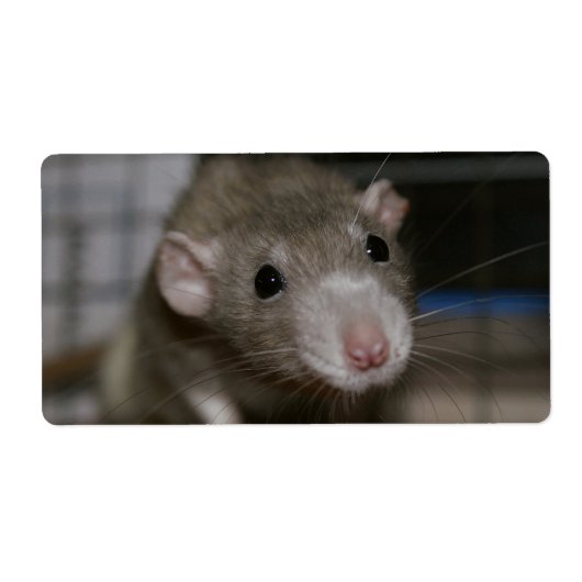 Étiquette Rat curieux (Devant)
