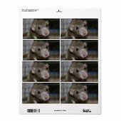 Étiquette Rat curieux (Feuille entière)