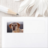 Étiquette récupérateur de labrador jaune (En situation)