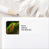 Étiquette Red Eyed Tree Frog Photo (En situation)