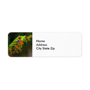 Étiquette Red Eyed Tree Frog Photo