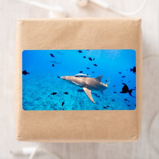 Étiquette Requin (En situation)