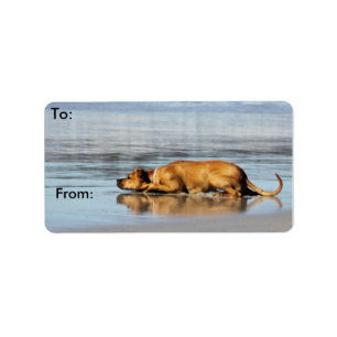 Étiquette Rhodesian Ridgeback - l'eau est-elle froide ?