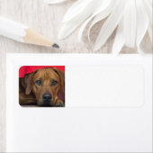 Étiquette rhodésien (En situation)