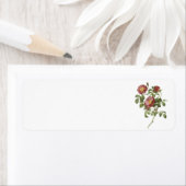 Étiquette rose d'amour (Rosa pumila) par Redouté (En situation)